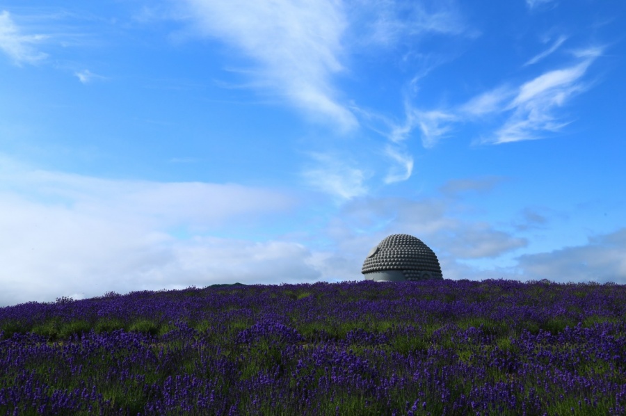 [흰그림자투어] 삿포로 부처의 언덕 & 오타루 일일 투어 (소규모 투어)