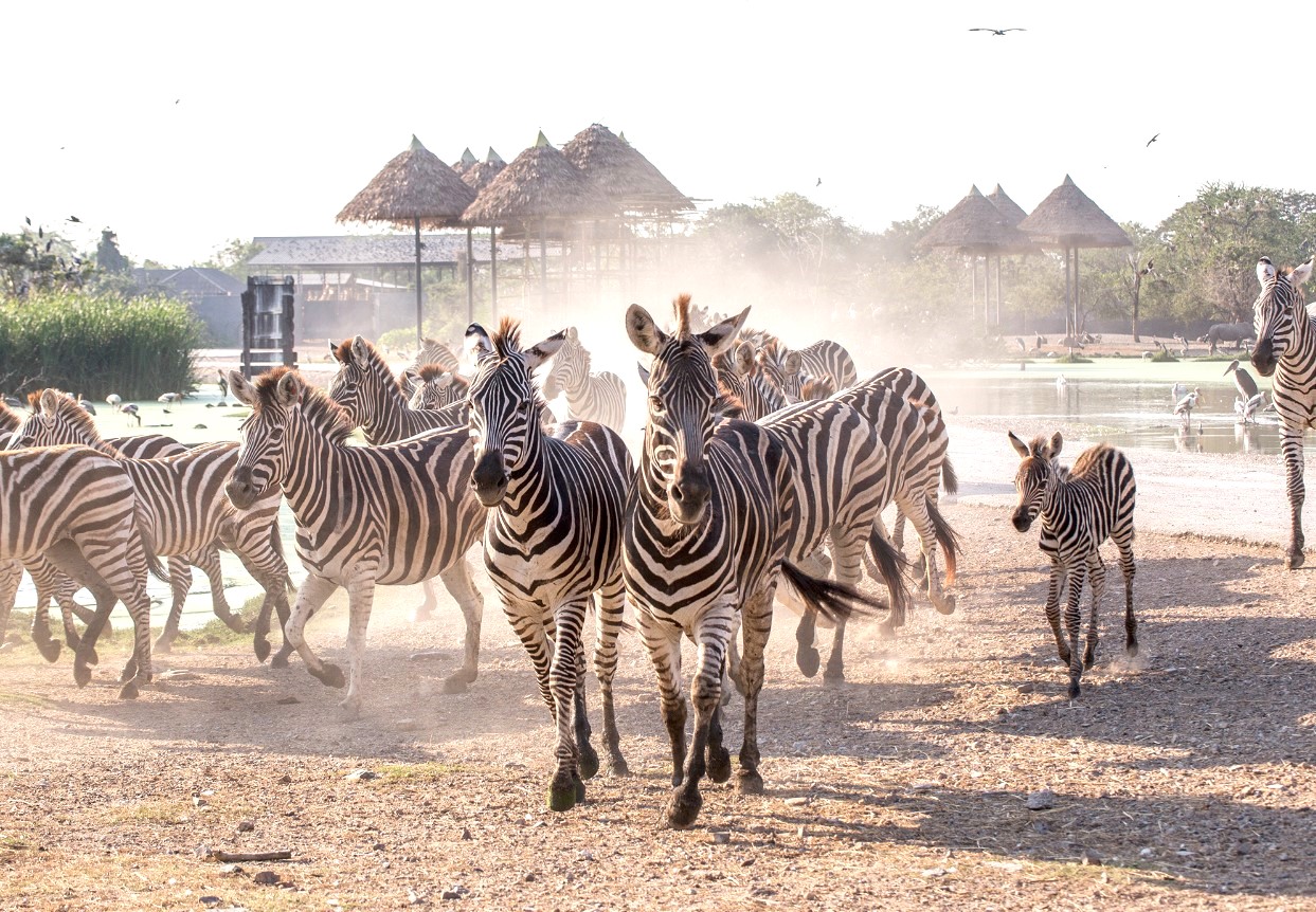 방콕 사파리 월드 단독 투어 (한국어가이드 포함)