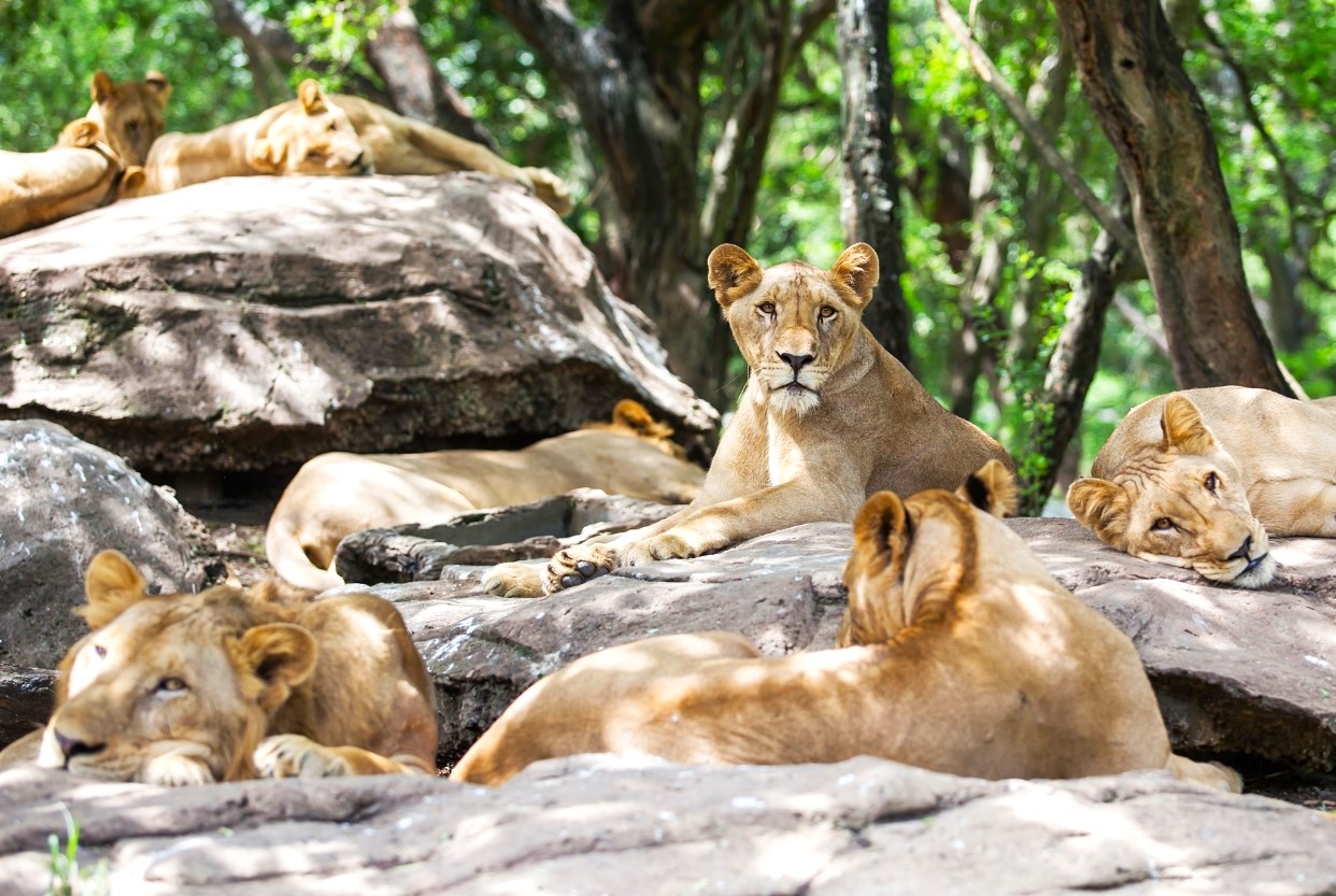 방콕 사파리 월드 단독 투어 (한국어가이드 포함)