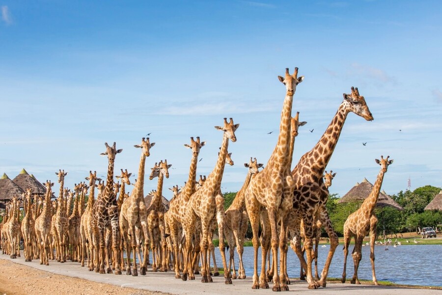 방콕 사파리 월드 단독 투어 (한국어가이드 포함)