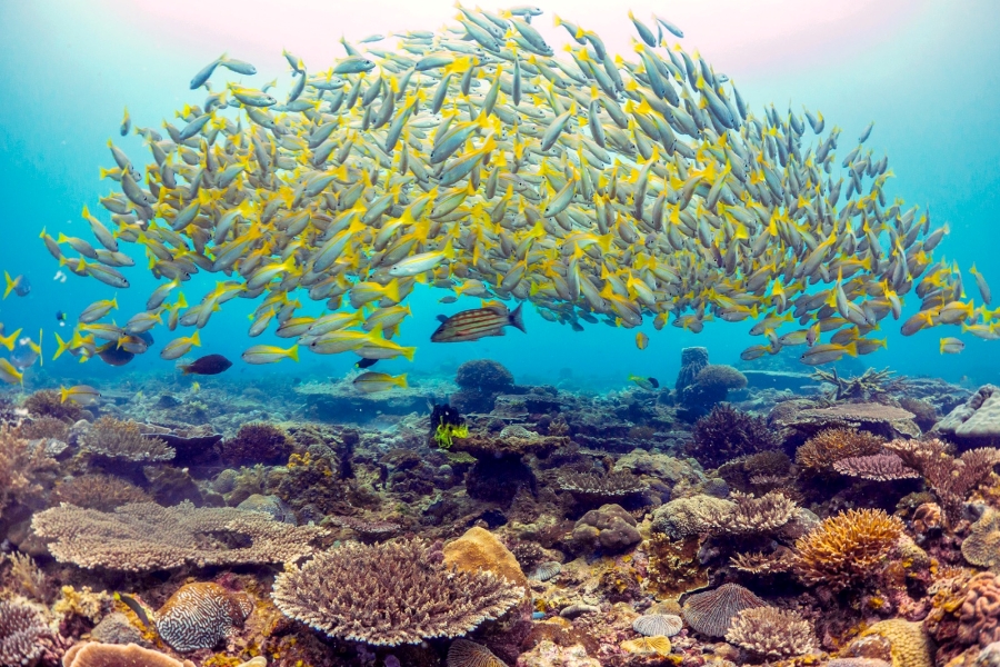 コタキナバル トゥンク・アブドゥル・ラーマン海洋公園 ボートシュノーケリングツアー