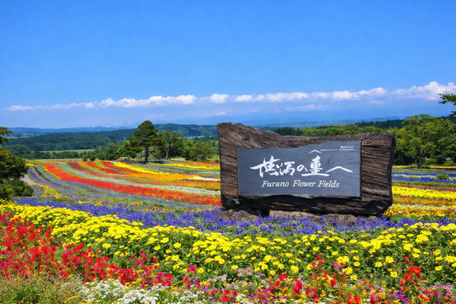 [독점할인] 홋카이도 신치토세 공항 및 전지역 픽업/샌딩 교통 이동 서비스