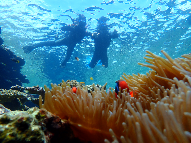 [독점할인] 이시가키 환상의 섬 하마지마 스노클링 투어