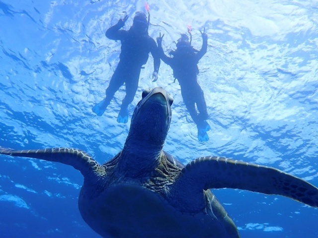 [독점할인] 이시가키 바다 거북이 & 푸른동굴 스노클링 투어