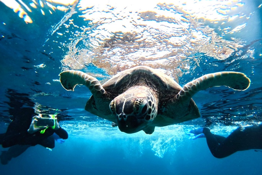 [독점할인] 이시가키 바다 거북이 & 푸른동굴 스노클링 투어