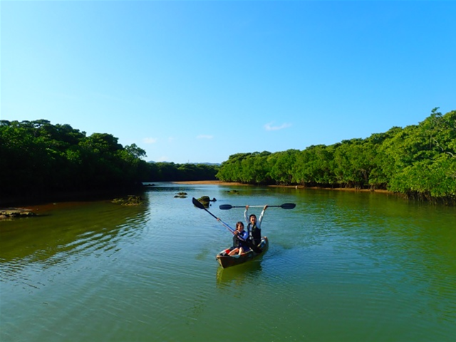 [독점할인] 이시가키 맹그로브 카누 투어