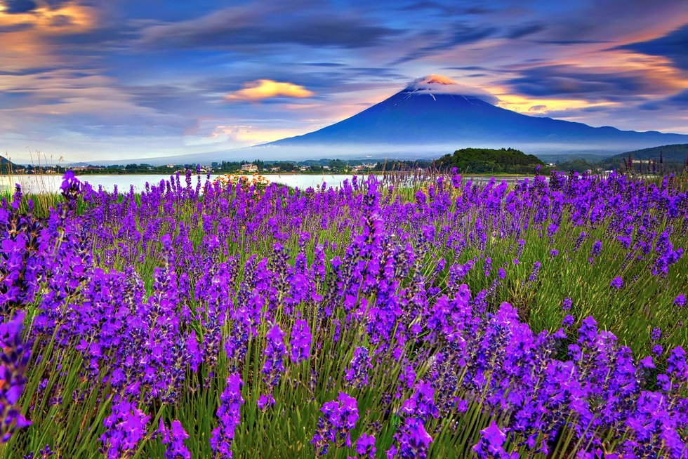From Tokyo: Mt. Fuji Photo Spot Day Tour Course B (Lake Yamanaka, Lake Kawaguchiko, Oishi Park, Arakurayama Sengen Park)