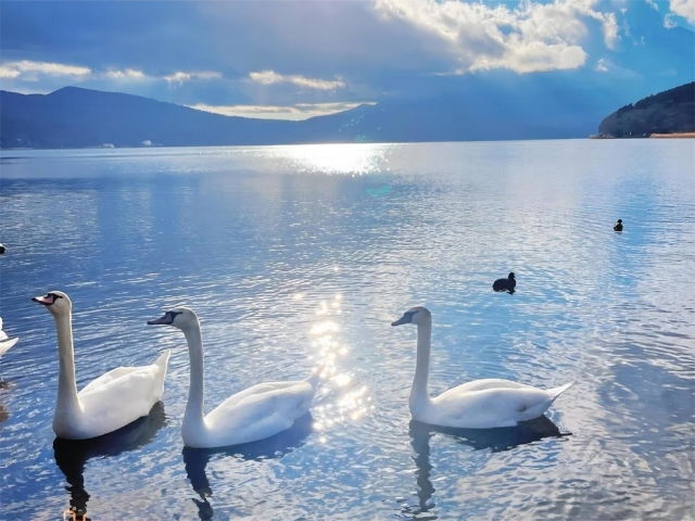 From Tokyo: Mt. Fuji Photo Spot Day Tour Course B (Lake Yamanaka, Lake Kawaguchiko, Oishi Park, Arakurayama Sengen Park)