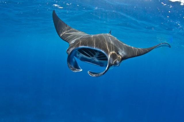 Ishigaki Manta Ray Snorkeling Tour (WAUG Exclusive)