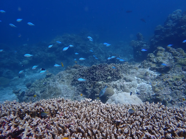 Ishigaki Manta Ray Snorkeling Tour (WAUG Exclusive)