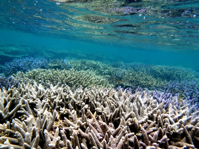 Ishigaki Manta Ray Snorkeling Tour (WAUG Exclusive)