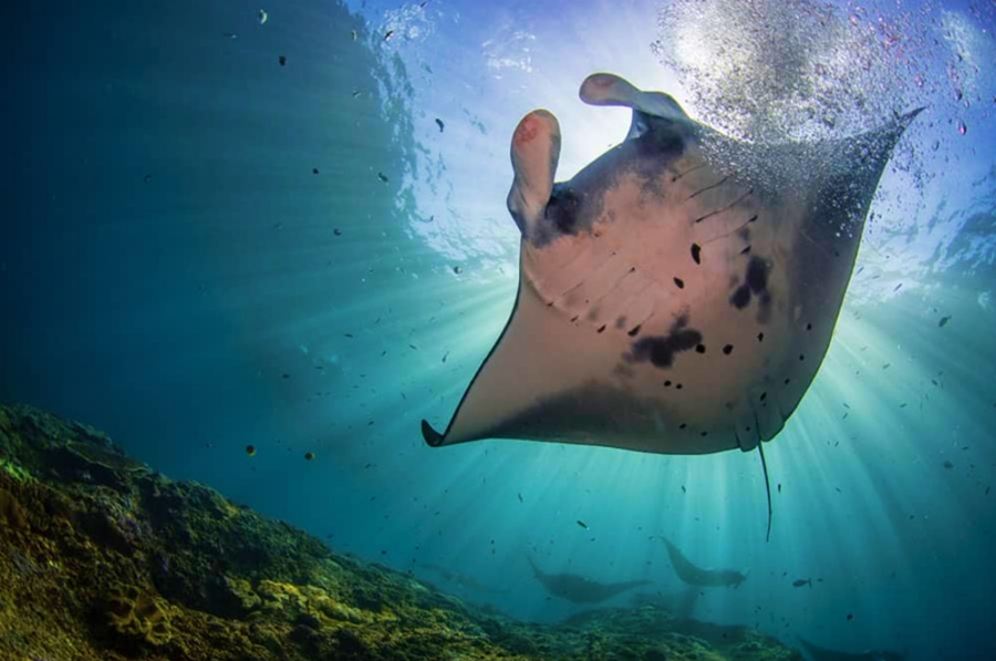 이시가키 만타 가오리 스노클링 투어 (WAUG Exclusive)