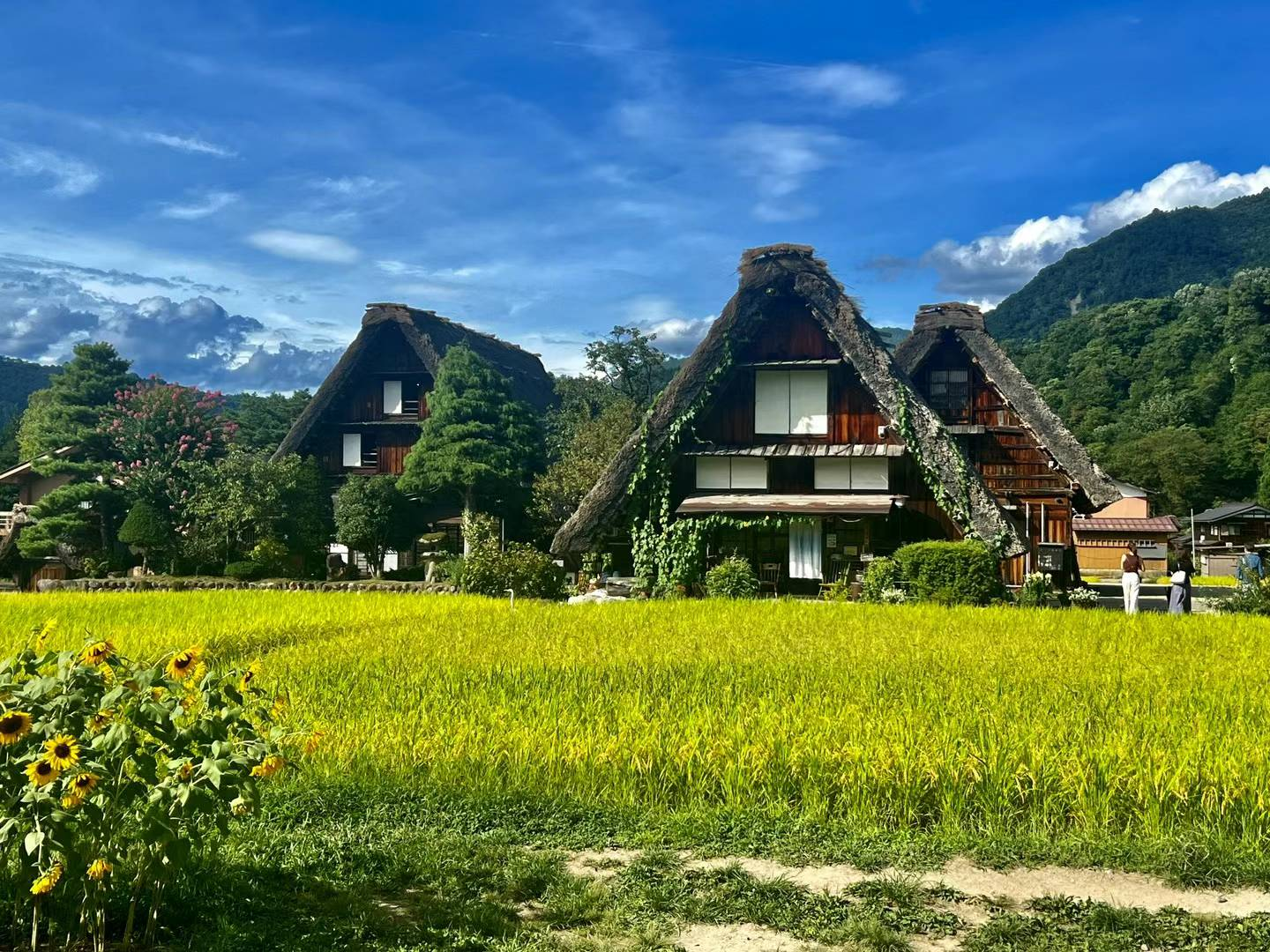 나고야 출발: 시라카와고 & 다카야마 버스 투어-5