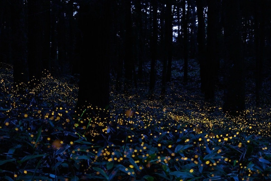 [독점할인] 코타키나발루 프리미엄 VIP 체크아웃 투어 (시티투어 + 반딧불 + 마사지 + 공항 드랍)