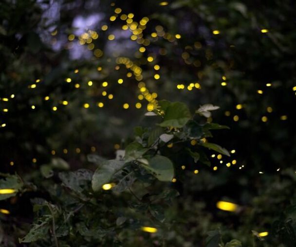 activity_detail_image