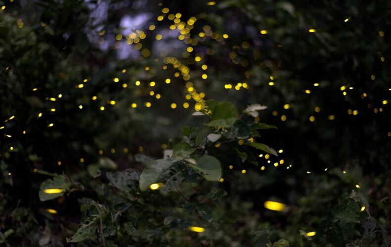 [Exclusive Discount] Kota Kinabalu Premium VIP Checkout Tour (City Tour + Fireflies + Massage + Airport Drop)