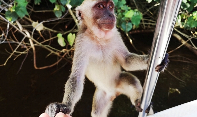 [Exclusive Discount] Kota Kinabalu Premium VIP Checkout Tour (City Tour + Fireflies + Massage + Airport Drop)