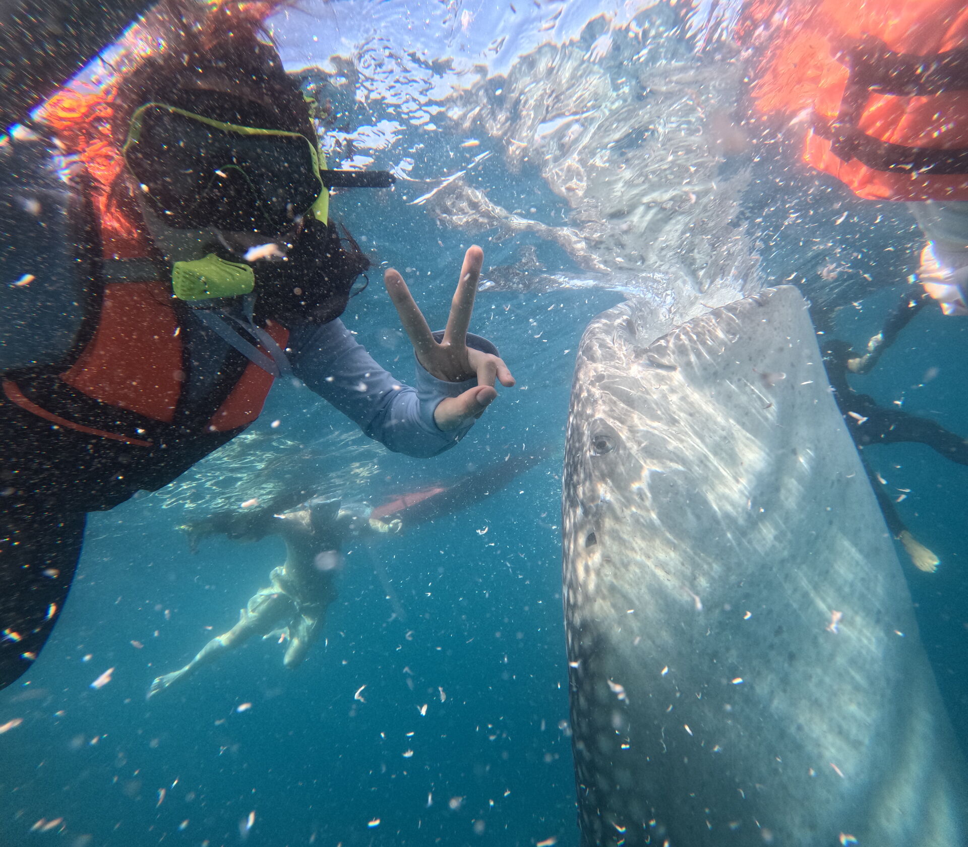 [독점할인] [투어스타] 세부 오슬롭 & 모알보알 단독 투어 (리뷰 이벤트)