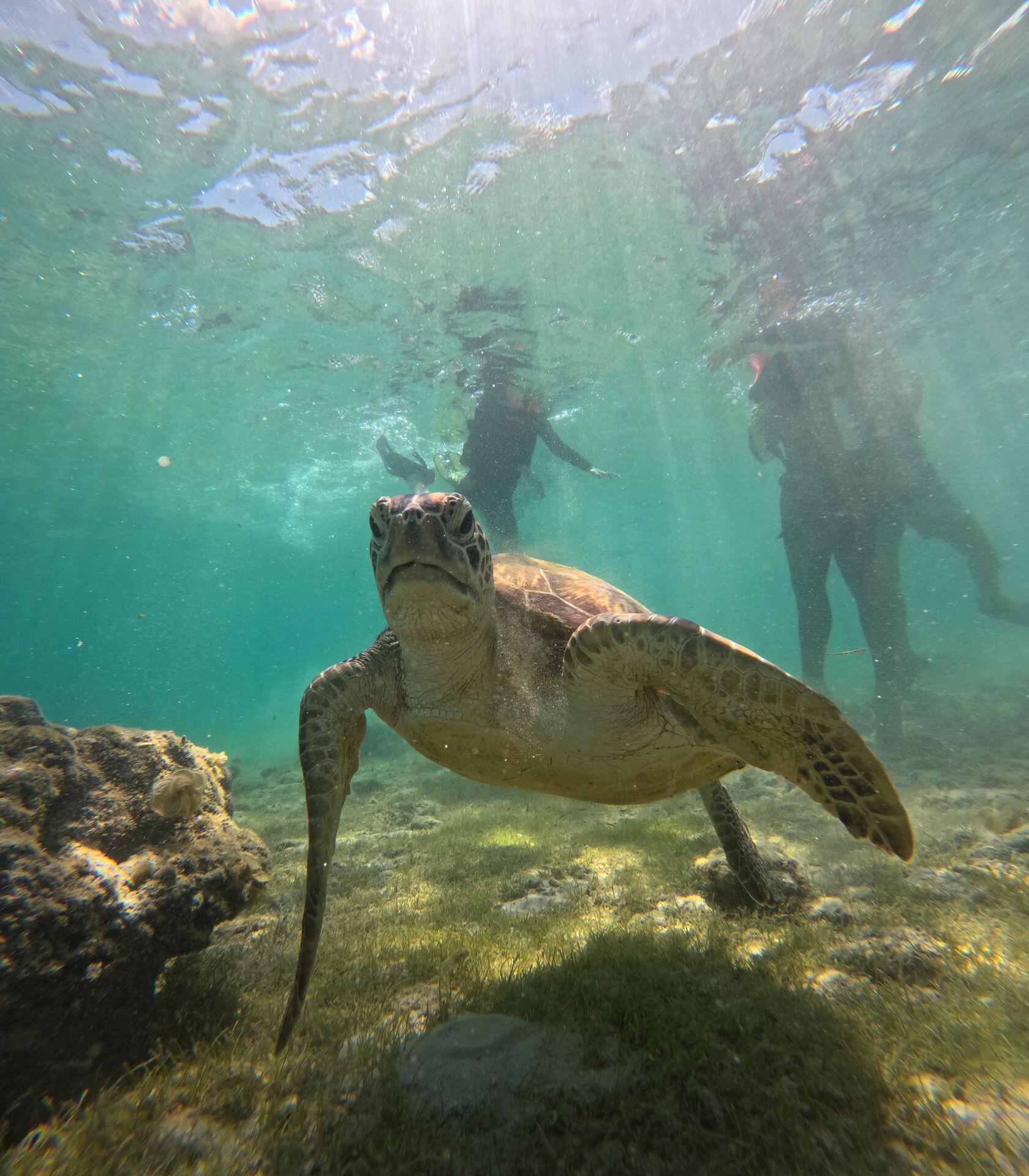 [독점할인] [투어스타] 세부 오슬롭 & 모알보알 단독 투어 (리뷰 이벤트)