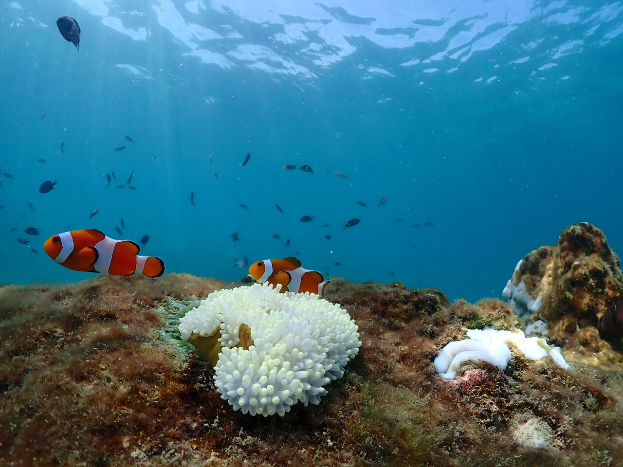 파타야 니모섬 스노클링 조끼 + 오리발 + 스노장비 무료 대여 투어 (파타야출발 / 차량포함)