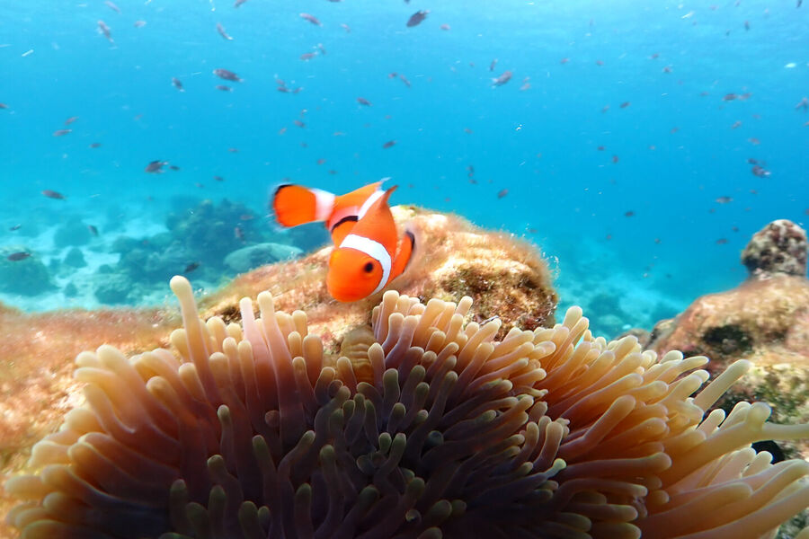 파타야 니모섬 스노클링 조끼 + 오리발 + 스노장비 무료 대여 투어 (파타야출발 / 차량포함)