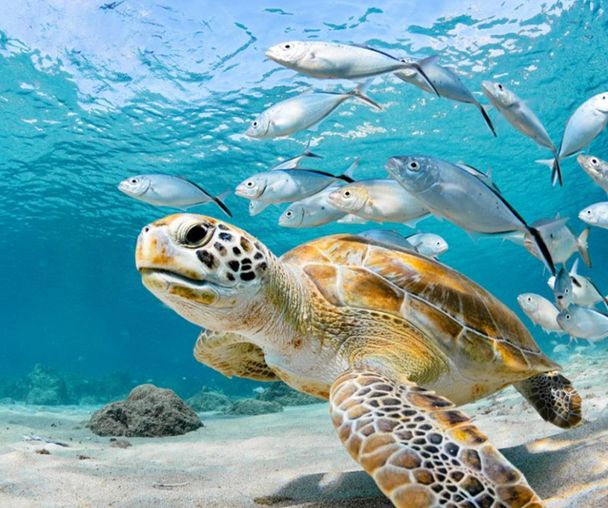 activity_detail_image