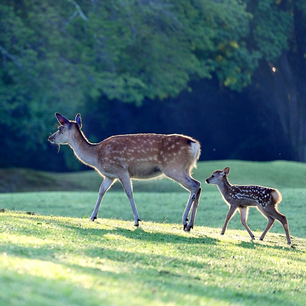[독점할인] [아이트립] 오사카 출발: 나라&교토 일일 버스 투어