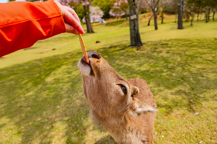 [와쿠와쿠] 오사카 3호선 나라 사슴공원, 동대사, 아라시야마, 청수사 투어