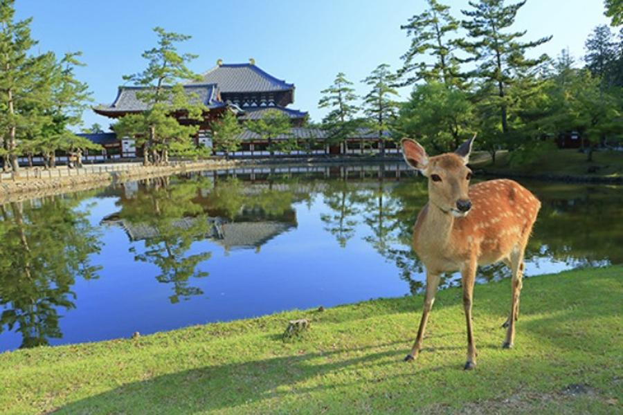[독점할인] [아이트립] 오사카 출발: 나라&교토 일일 버스 투어