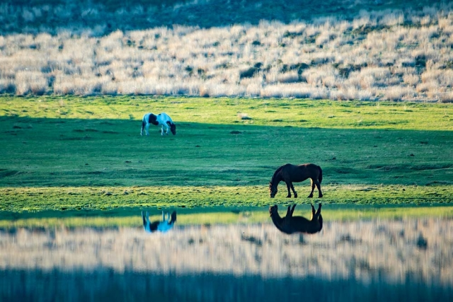 후쿠오카 출발: 큐슈 구마모토 일일 투어 (아소산, 구사센리, 아소 신사, 쿠로카와 온천) - WAUG Exclusive