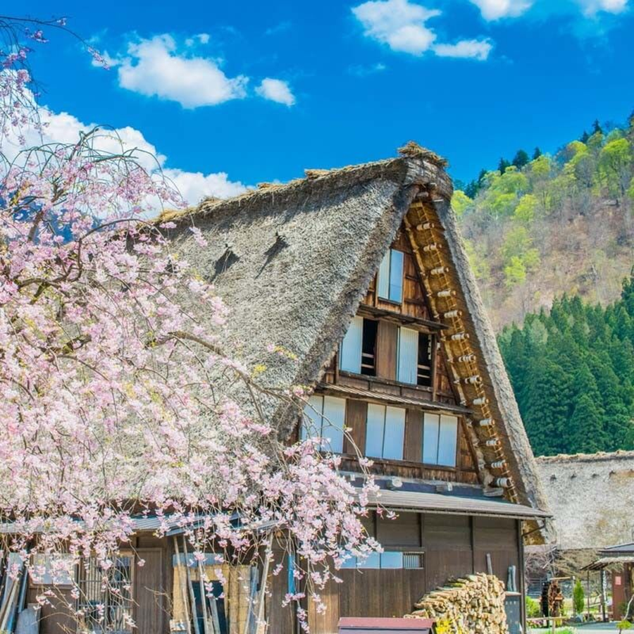 [독점할인] [아이트립] 나고야 출발: 시라카와고 & 다카야마 일일 버스투어 (한국어 가이드)