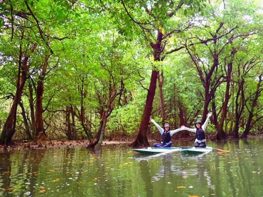 [독점할인] 이시가키 맹그로브 SUP 투어
