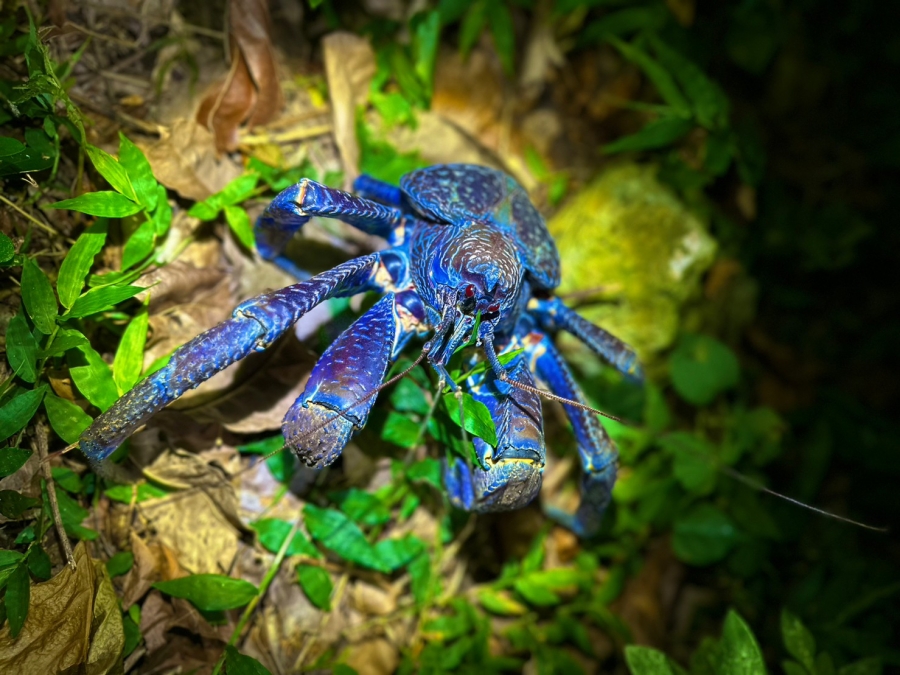 [독점할인] 미야코지마 별빛 & 아열대 정글 나이트 투어