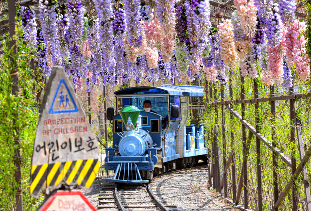 춘천 남이섬 & 아침고요수목원 일일 투어 (서울 출발)