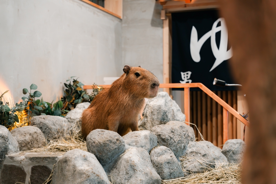 東京原宿 カピバラカフェ モフ