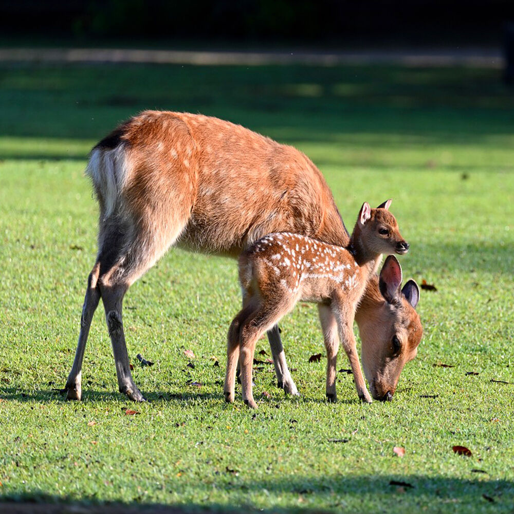 [독점할인] [아이트립] 오사카 나라 & 교토 일일 버스 투어 - 무료 감성 사진