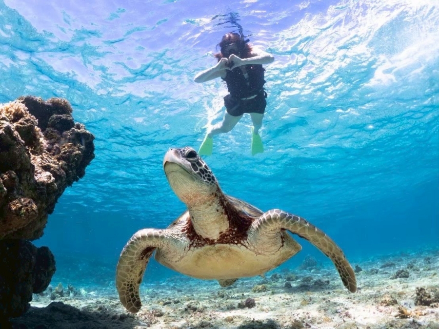 Miyakojima Sea Turtle & Coral Reef Snorkeling Tour (Free Pickup & Sending Included)