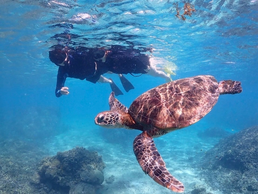 Miyakojima Sea Turtle & Coral Reef Snorkeling Tour (Free Pickup & Sending Included)