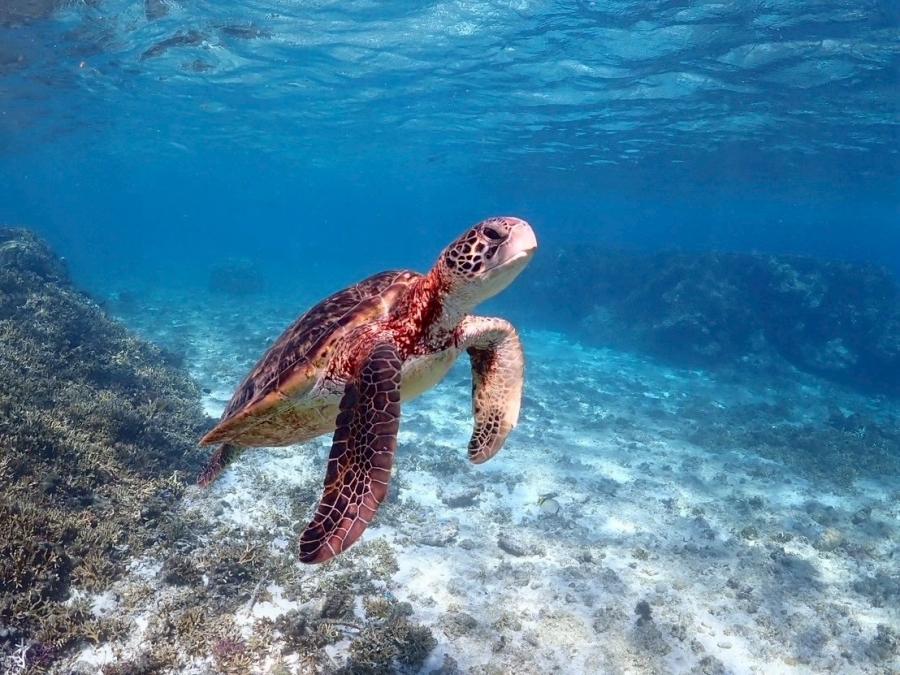 Miyakojima Sea Turtle & Coral Reef Snorkeling Tour (Free Pickup & Sending Included)