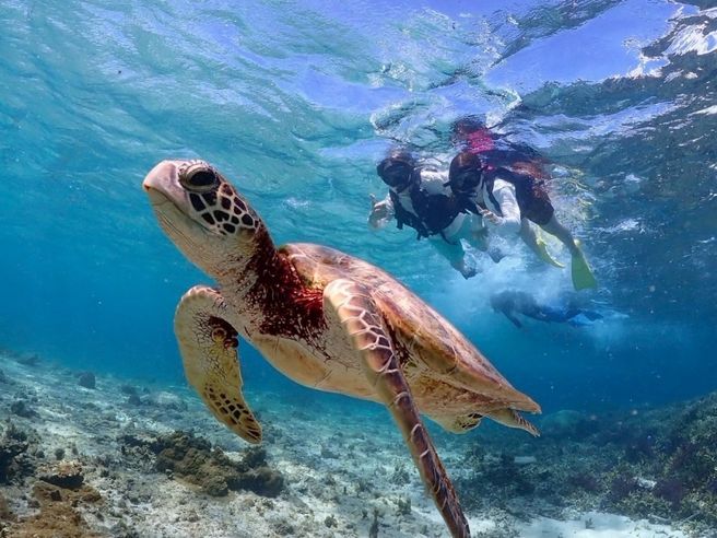Miyakojima Sea Turtle & Coral Reef Snorkeling Tour (Free Pickup & Sending Included)