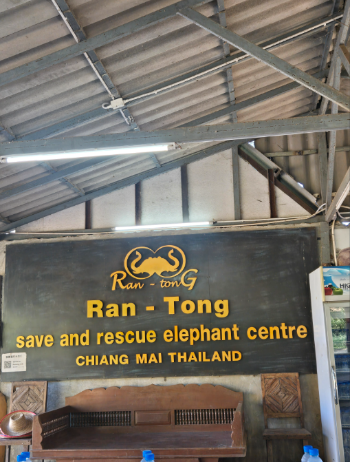 [독점할인] 치앙마이 코끼리 생츄어리 투어 - 코끼리는 내 친구