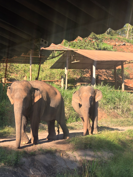 [독점할인] 치앙마이 코끼리 생츄어리 투어 - 코끼리는 내 친구