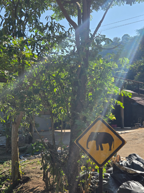 [독점할인] 치앙마이 코끼리 생츄어리 투어 - 코끼리는 내 친구