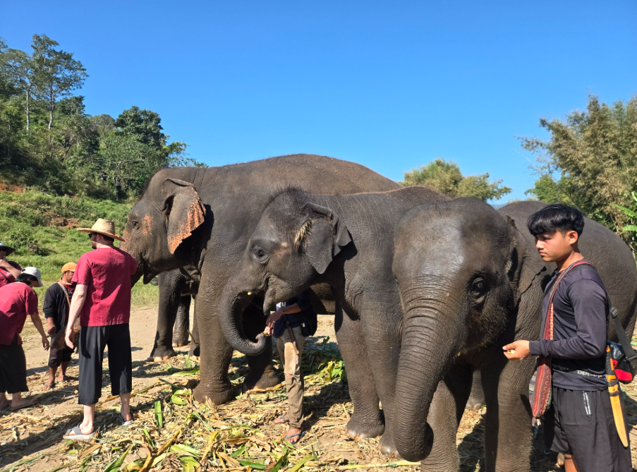 [Exclusive Discount] Chiang Mai Elephant Sanctuary Tour - Elephants are My Friends