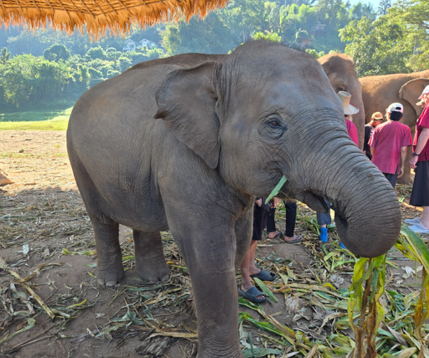 activity_detail_image