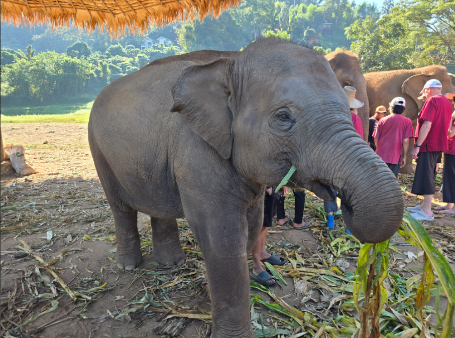 [독점할인] 치앙마이 코끼리 생츄어리 투어 - 코끼리는 내 친구