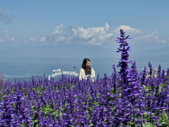 치앙마이 몬쨈 + 엘리 코끼리 카페 투어 (호텔 픽/드랍 포함)