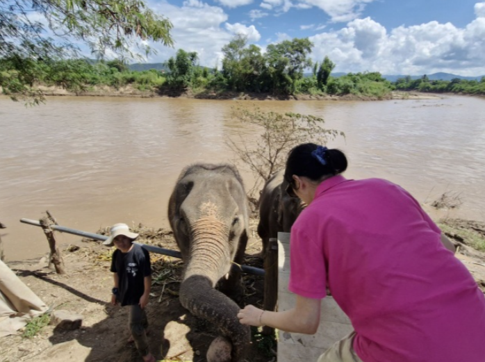 치앙마이 몬쨈 + 엘리 코끼리 카페 투어 (호텔 픽/드랍 포함)