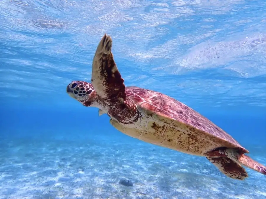 [독점할인] 이시가키 푸른 동굴&환상의 섬 스노클링 투어