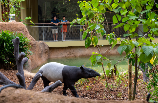 [Promotion] Singapore Rainforest Wild Adventure Ticket - Mandai Wildlife Reserve